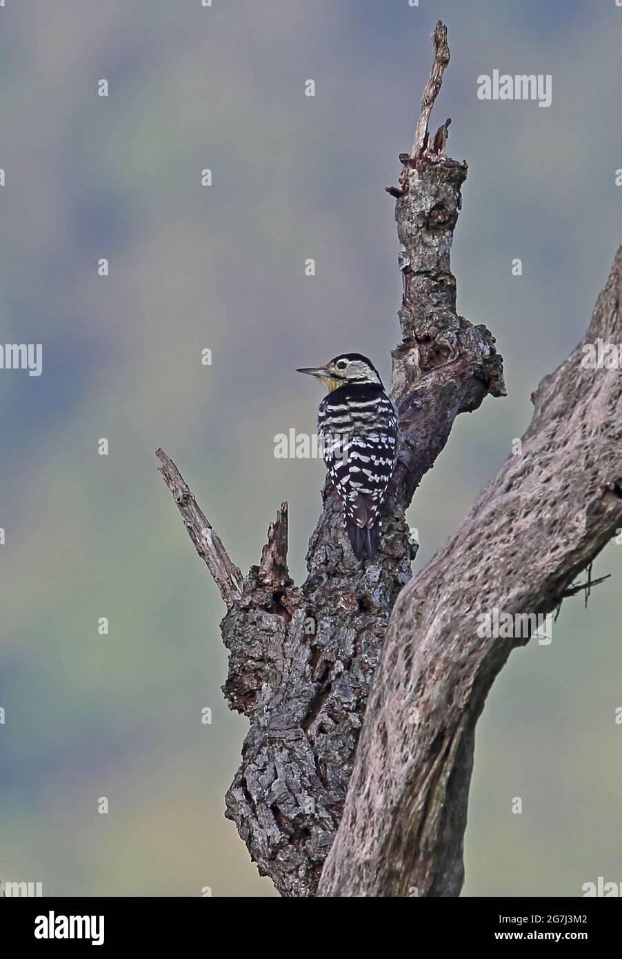 Stripe-breasted Woodpecker (Dendrocopos atratus) adult female on dead tree Doi Ang Khang, Thailand     November Stock Photo