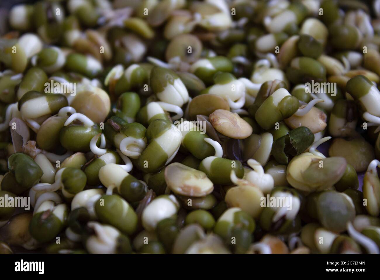 Mung beans growing hi-res stock photography and images - Alamy