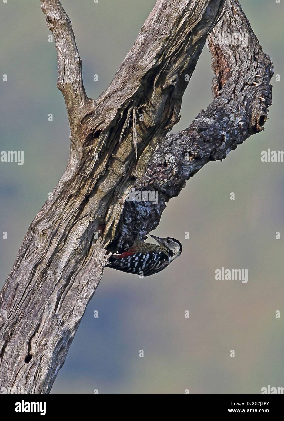 Stripe-breasted Woodpecker (Dendrocopos atratus) adult female feeding on dead tree Doi Ang Khang, Thailand     November Stock Photo