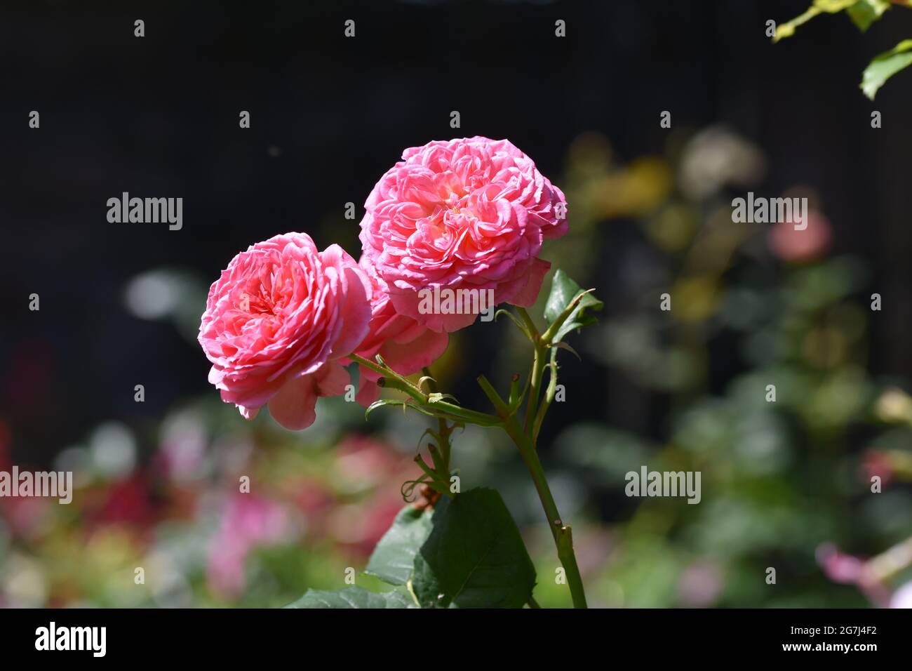 Beautiful pink garden roses with a pretty background Stock Photo - Alamy