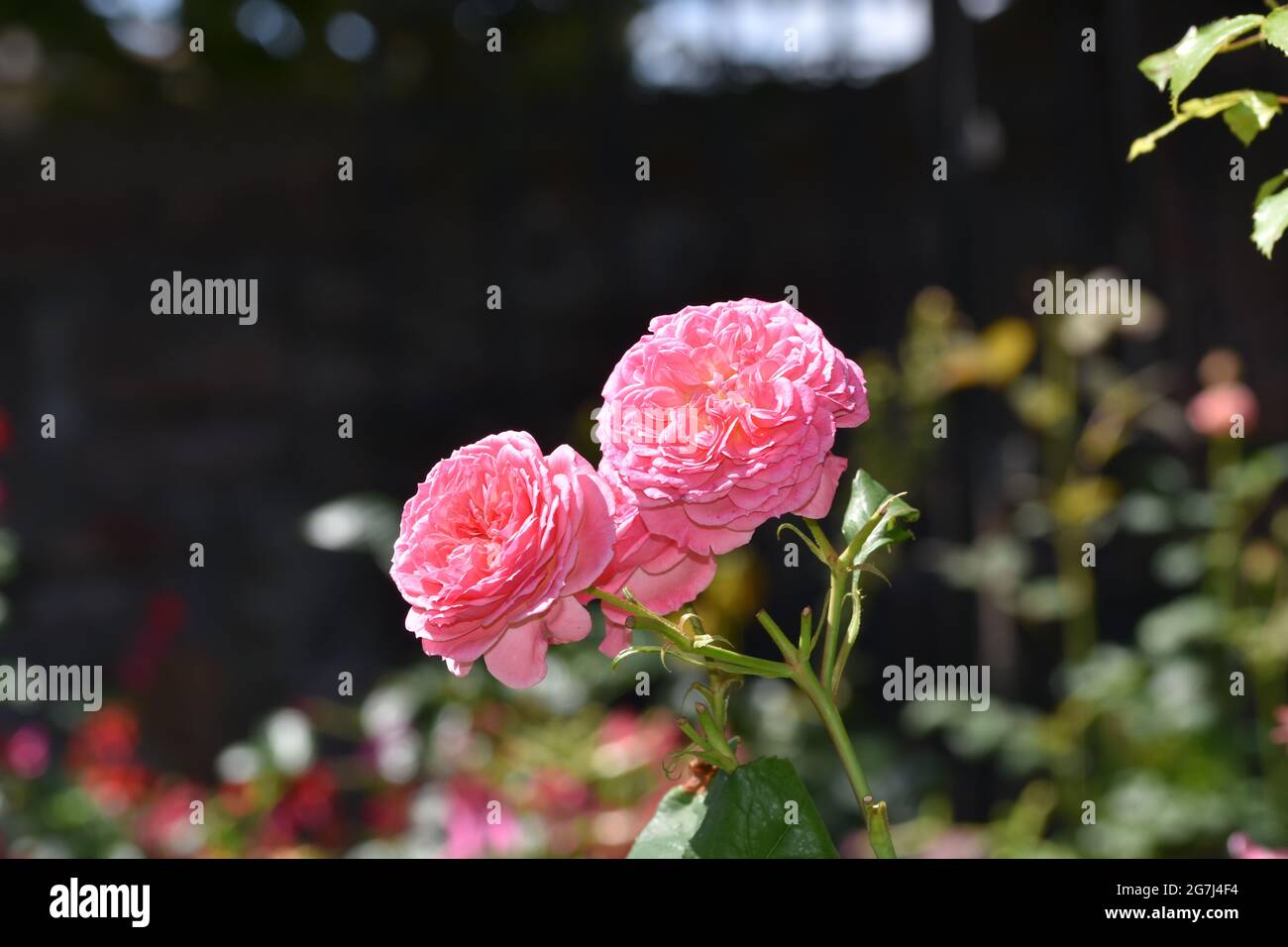 Beautiful pink garden roses with a pretty background Stock Photo - Alamy