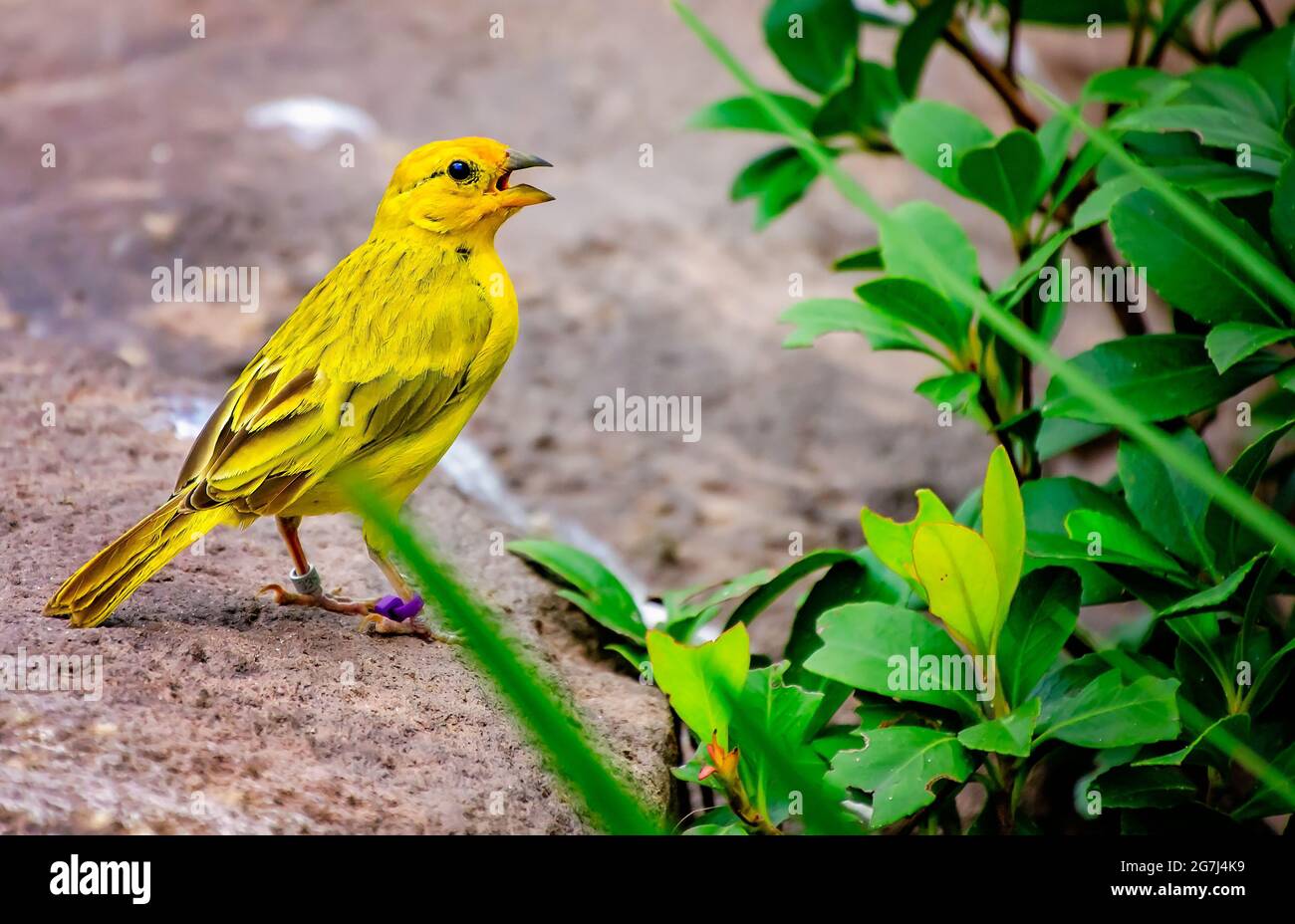 A saffron finch sings at the aviary at Mississippi Aquarium, June 24, 2021, in Gulfport, Mississippi. The saffron finch is a South American tanager. Stock Photo