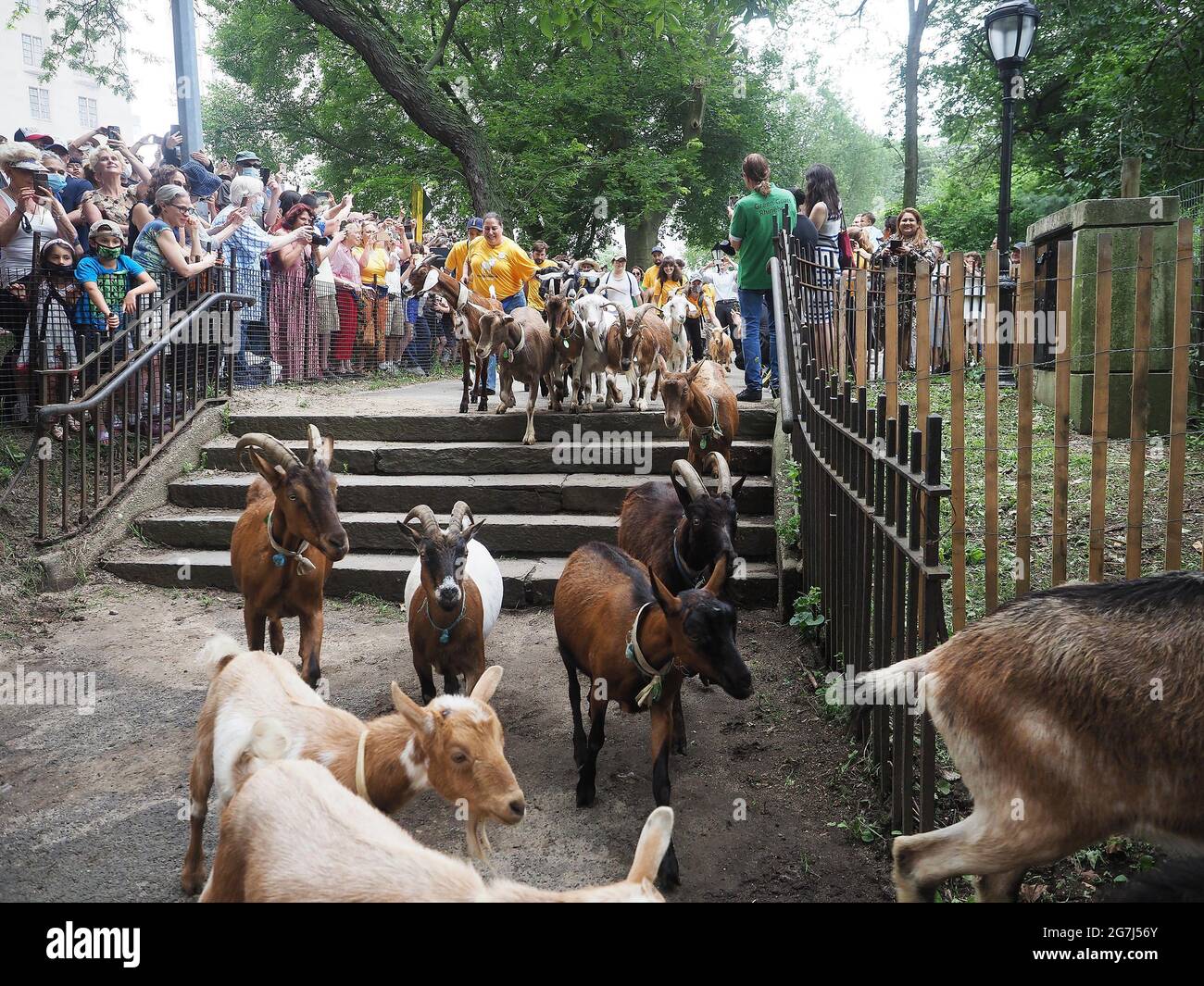 New York, New York, USA. 14th July, 2021. 24 goats participated in the