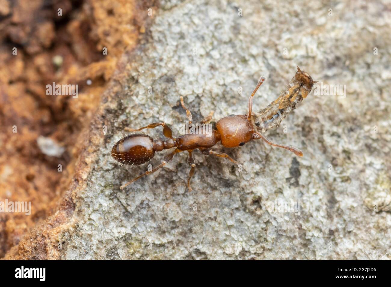 Schaum's Acorn Ant (Temnothorax schaumii Stock Photo Alamy