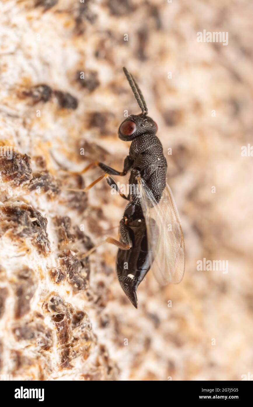 Eurytomid Wasp (Eurytomidae) Stock Photo