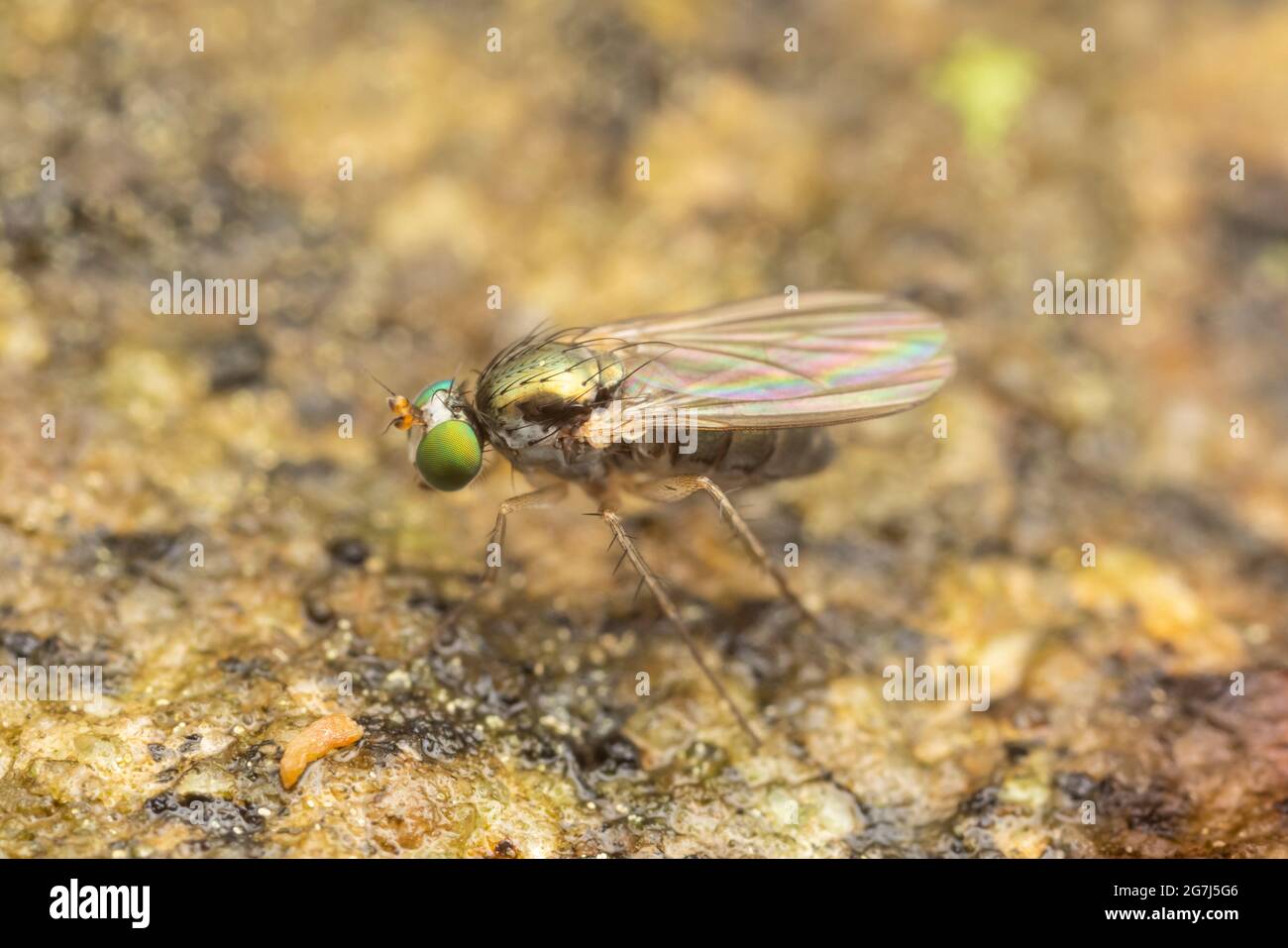 Long-legged Fly (Gymnopternus sp.) Stock Photo