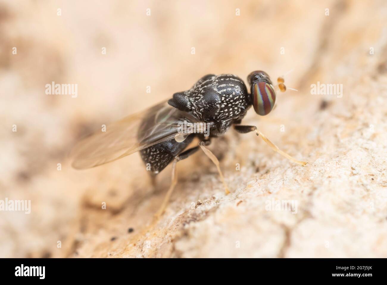 A female Solider Fly (Gowdeyana punctifera) ovipositing on the side of a dead oak tree. Stock Photo
