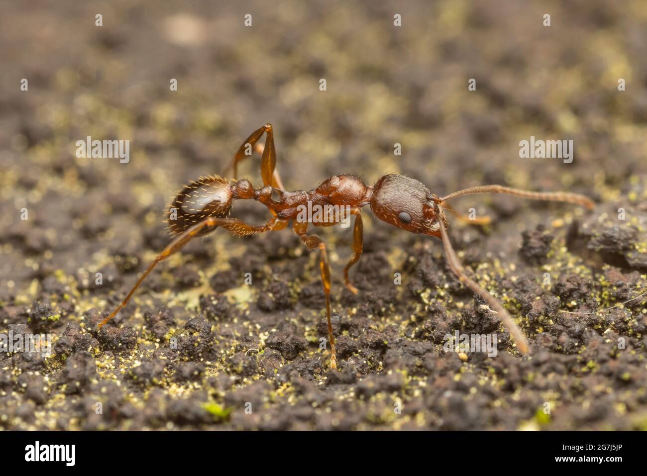 Winnow Ant (Aphaenogaster rudis) Stock Photo