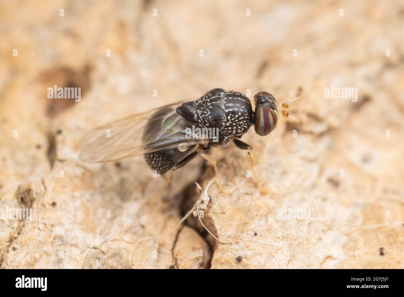 A female Solider Fly (Gowdeyana punctifera) ovipositing on the side of a dead oak tree. Stock Photo