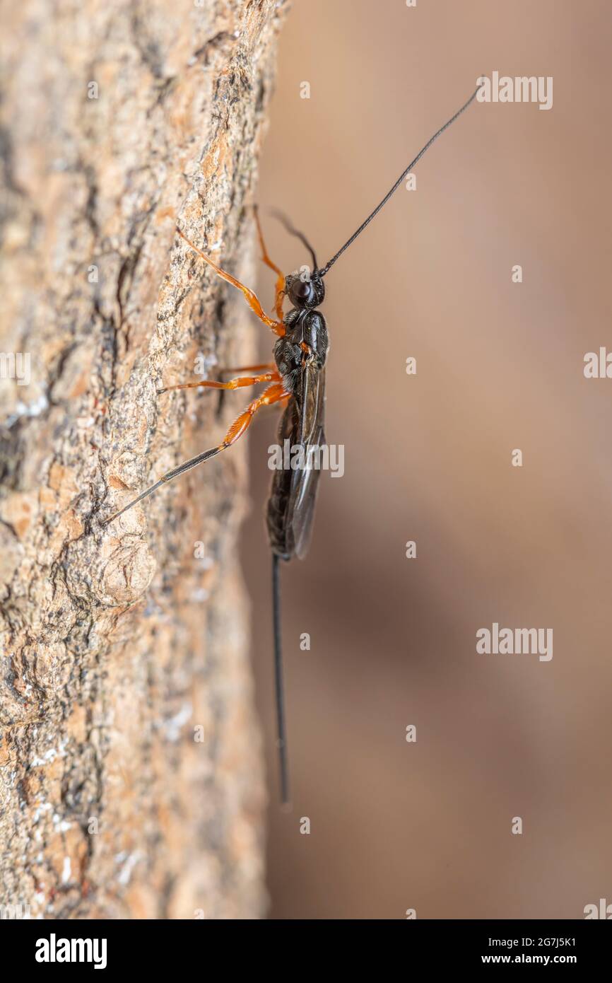A female Ichneumon wasp (Rhyssella nitida) on the side of a dead tree. Stock Photo