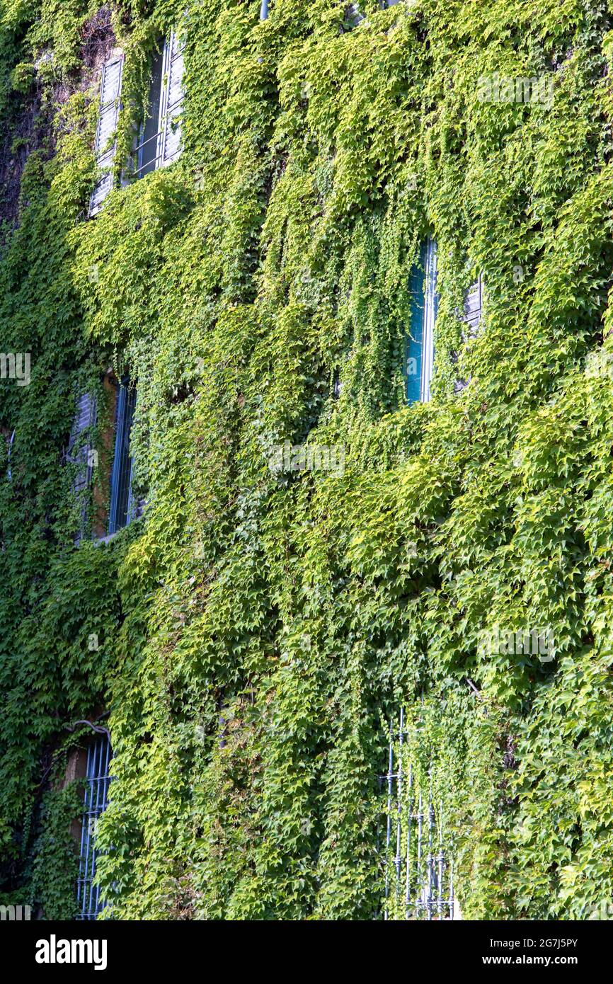House covered with plants hi-res stock photography and images - Alamy