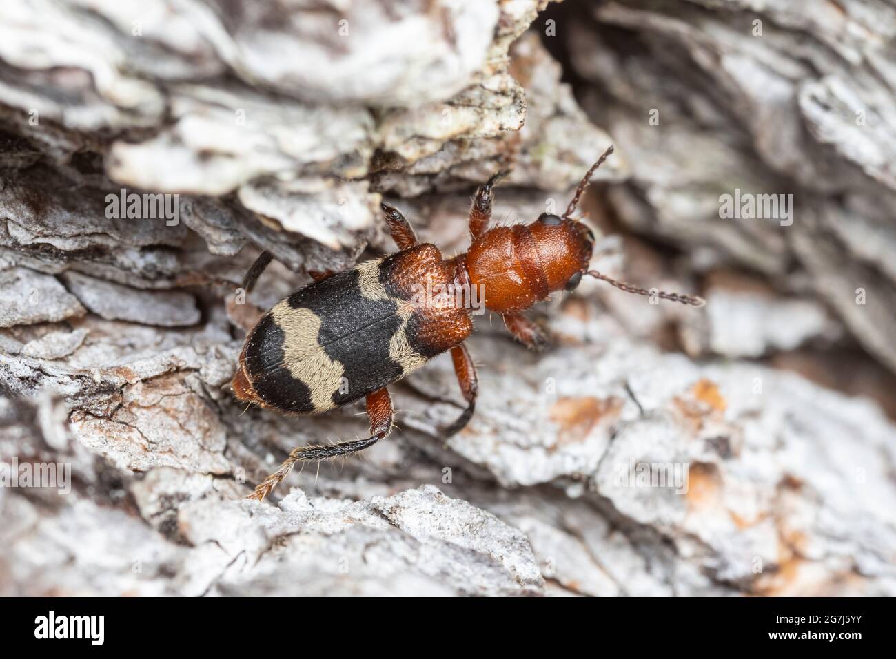 A Dubious Checkered Beetle (Thanasimus dubius) on a dead Eastern White Pine (Pinus strobus) tree. Stock Photo