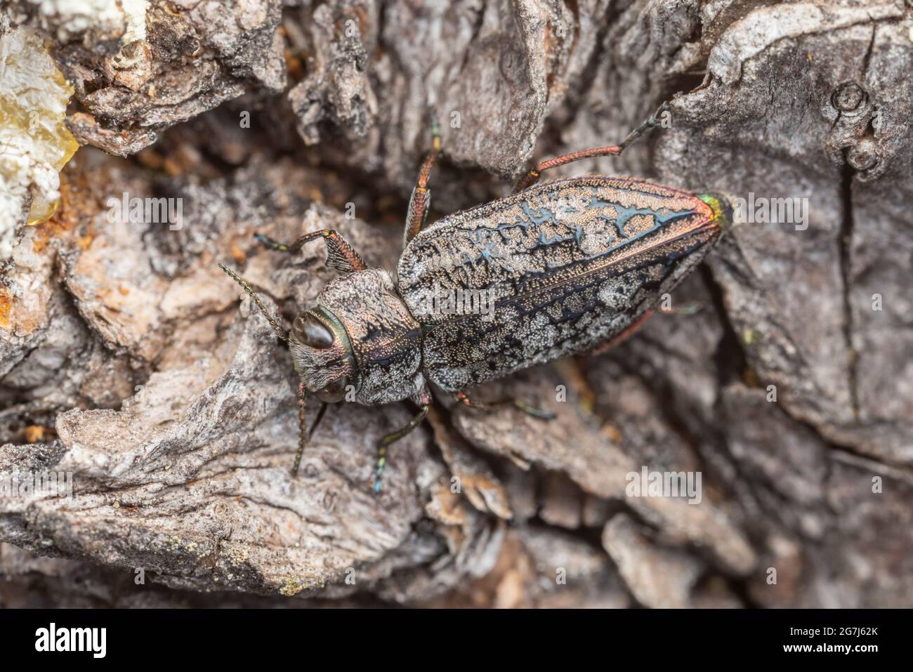 Metallic Wood-boring Beetle (Chrysobothris scabripennis) Stock Photo
