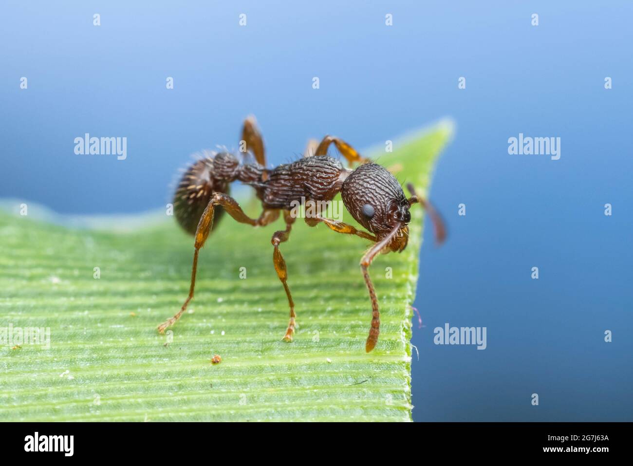 Myrmicine Ant (Myrmica sp.) Stock Photo
