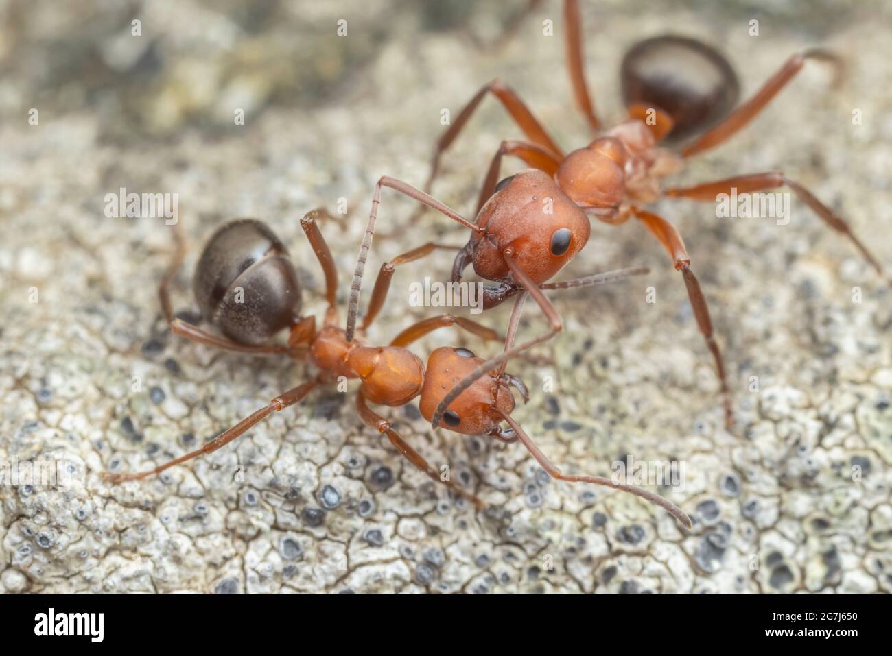 Two Formicine Ant (Formica integra) workers interact. Stock Photo