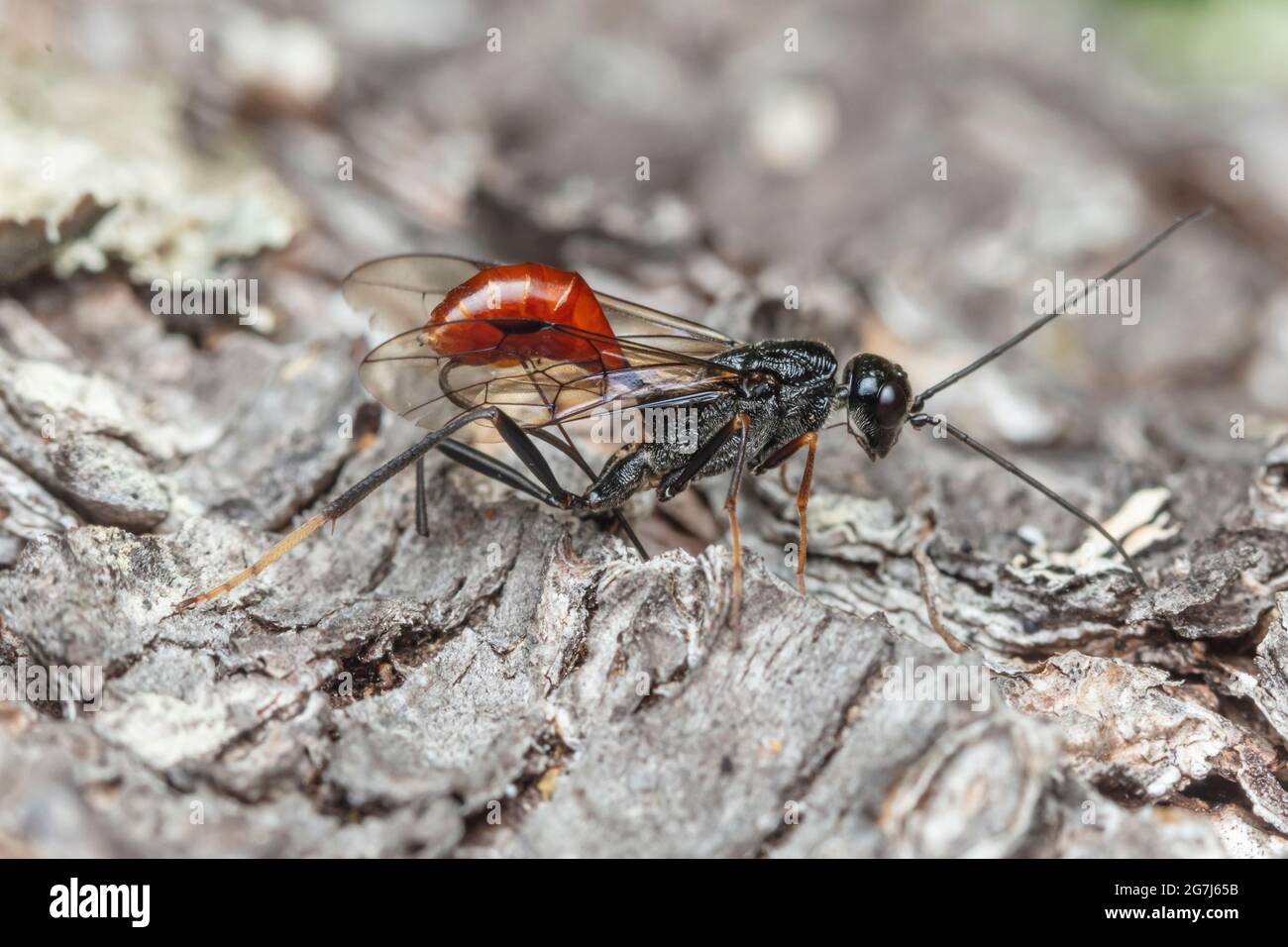 A female Aulacid Wasp (Pristaulacus sp.) ovipositing on a dead Eastern White Pine (Pinus strobus) tree. Stock Photo