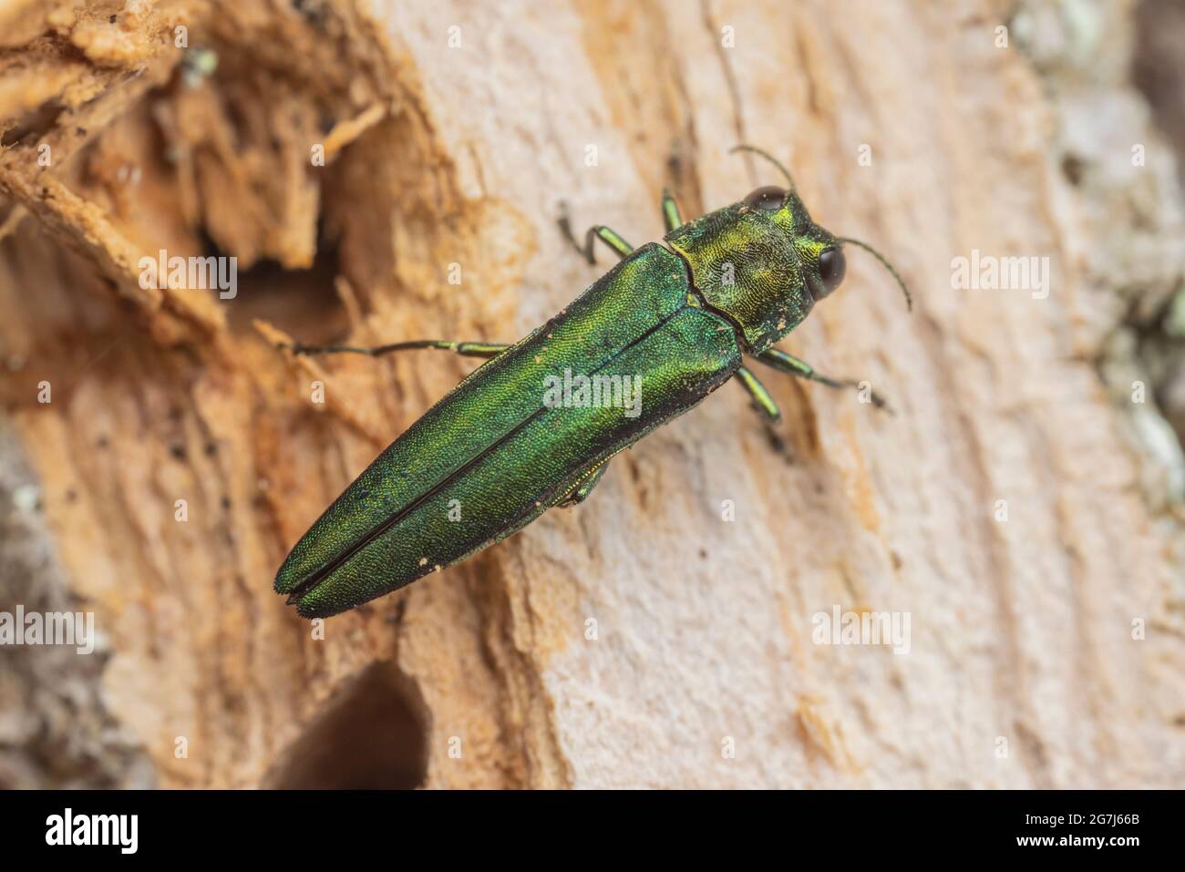 An adult Emerald Ash Borer (Agrilus planipennis) shortly after emergence from an infested ash tree. Stock Photo