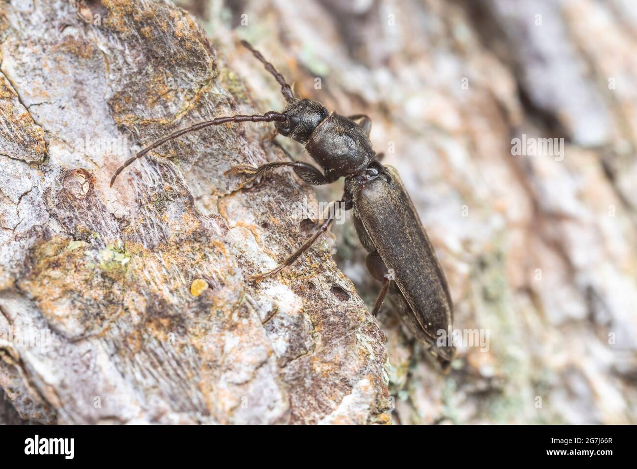 A Long-horned Beetle (Tetropium schwarzianum) on the side of a dead Eastern White Pine (Pinus strobus) tree. Stock Photo