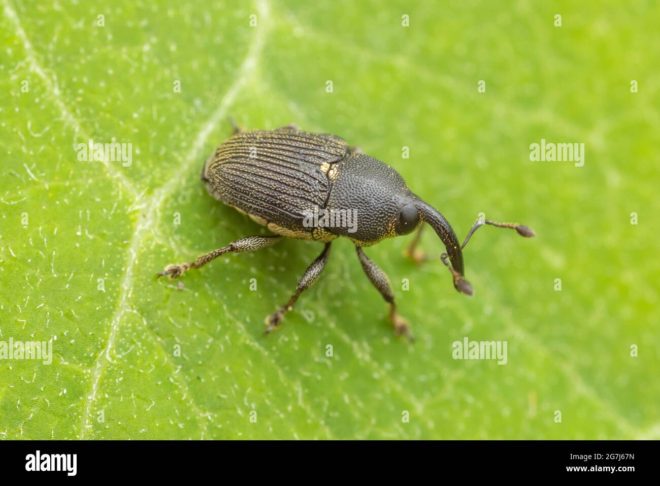 Flower Weevil (Odontocorynus umbellae) Stock Photo