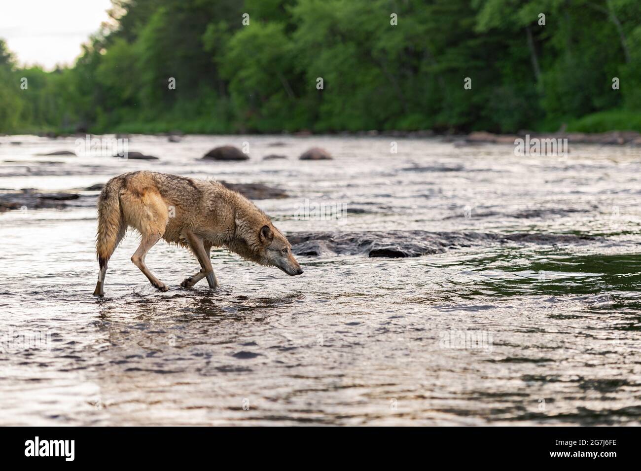 Grey Wolf (Canis lupus) Steps Across River Head Down Summer - captive ...