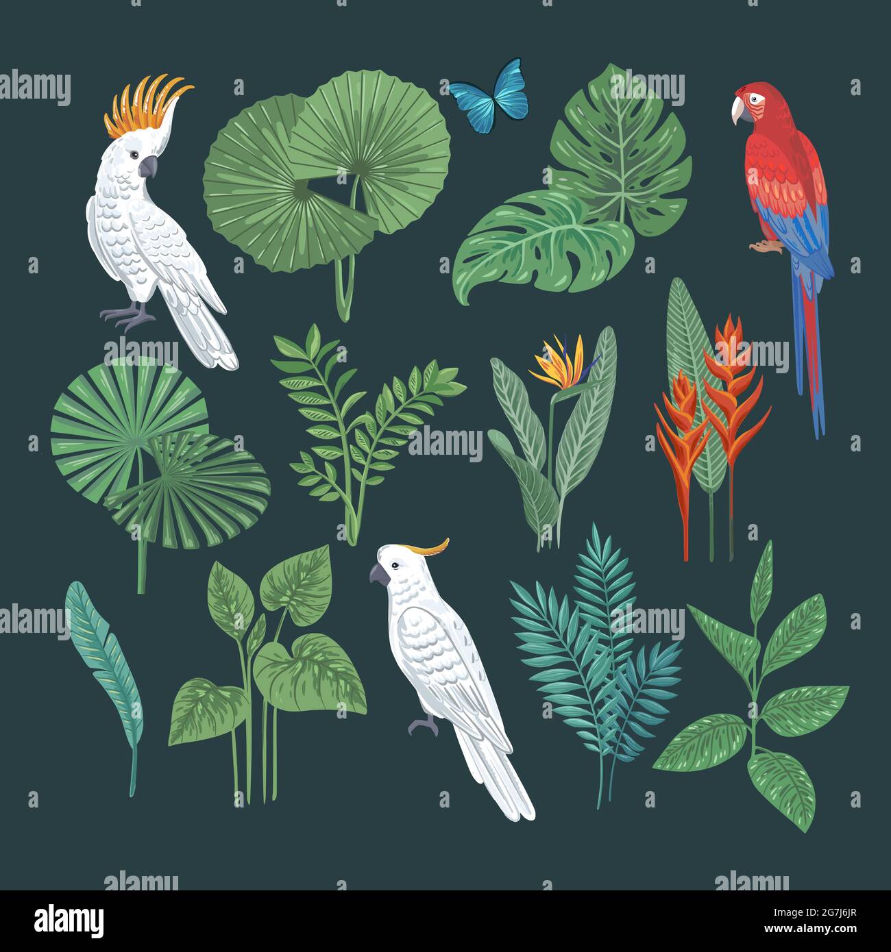 Vector tropical collection Stock Vector Image & Art - Alamy