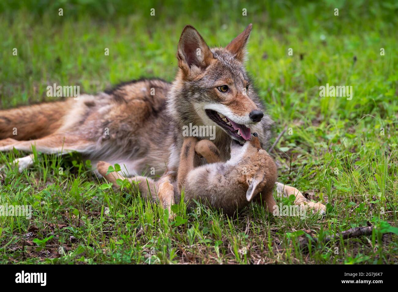 Coyote Pup (Canis latrans) Bites at Mouth of Adult Summer captive