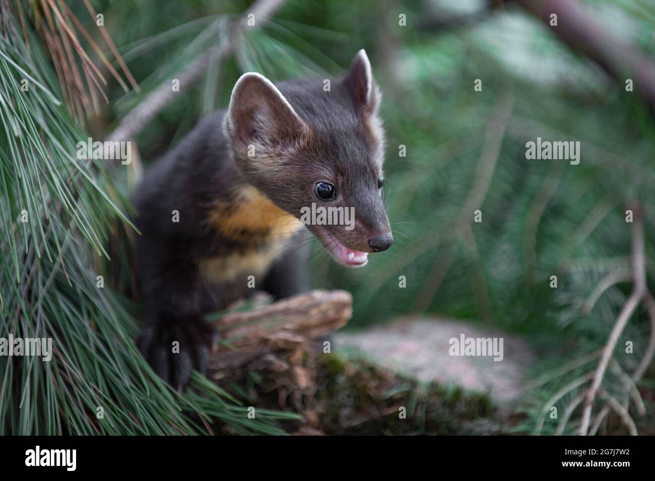 American Pine Marten (Martes americana) Looks Down From Pine Summer - captive animal Stock Photo - Alamy American Pine Marten (Martes americana) Looks Down From Pine Summer - captive animal Stock Photo - Alamy