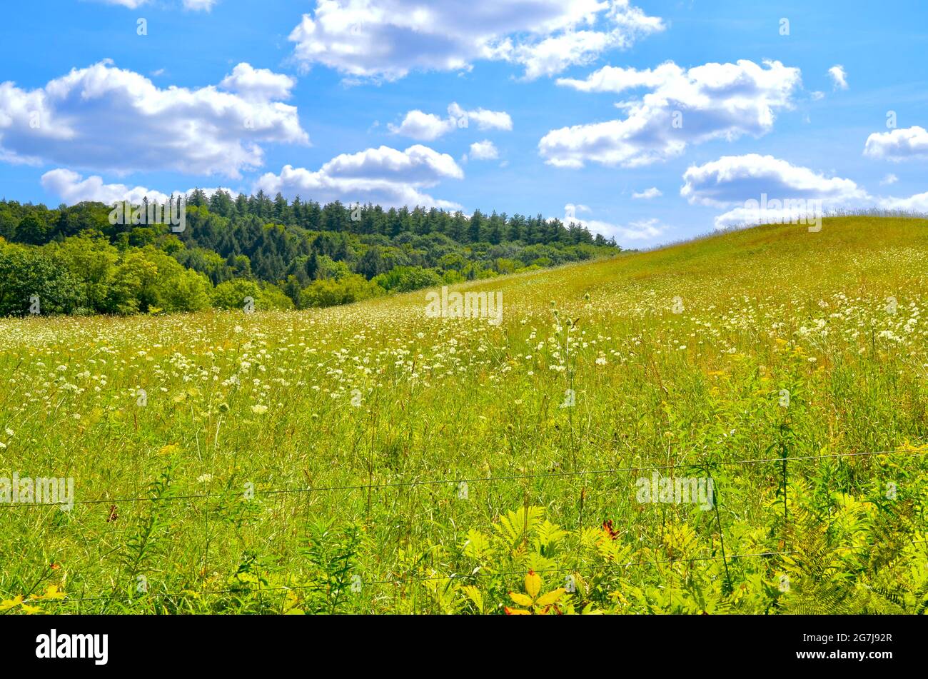 A rolling field of pollinator-friendly wildflowers in rural Vermont. Woodstock, Vermont. Stock Photo