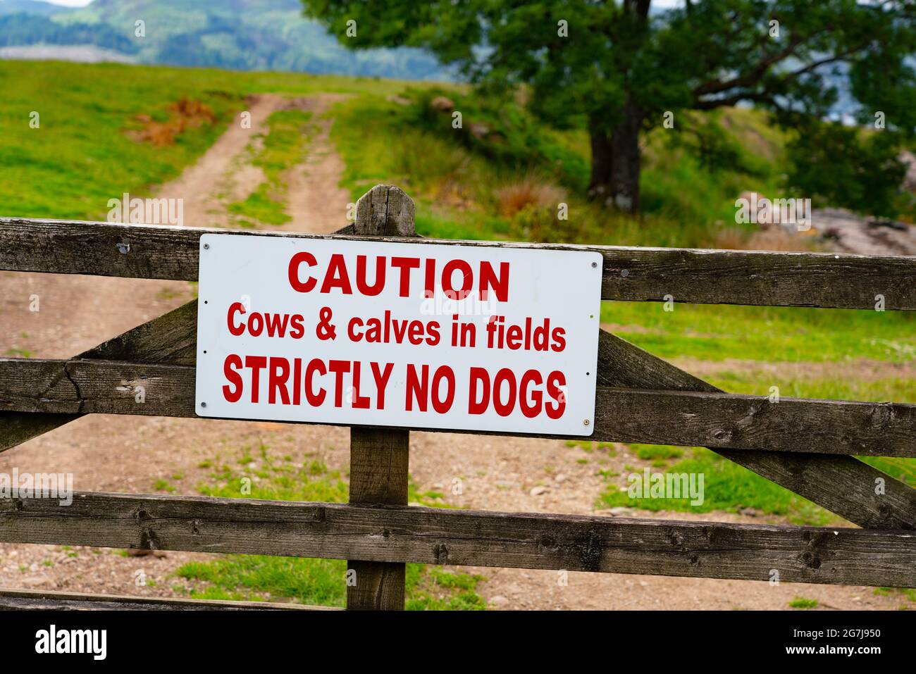 Sign on farm gate warning that no dogs are allowed because of cows and calves in field, Isle of Bute, Argyll and Bute, Scotland, UK Stock Photo