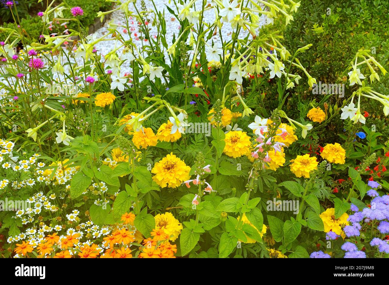 Lush flower beds in the summer garden. A bright sunny day Stock Photo ...