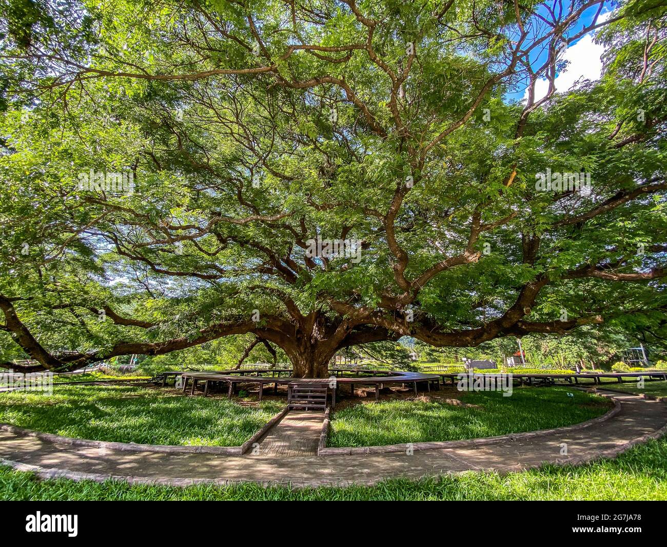Giant Raintree chamchuri over 100 years old in Kanchanaburi, Thailand ...