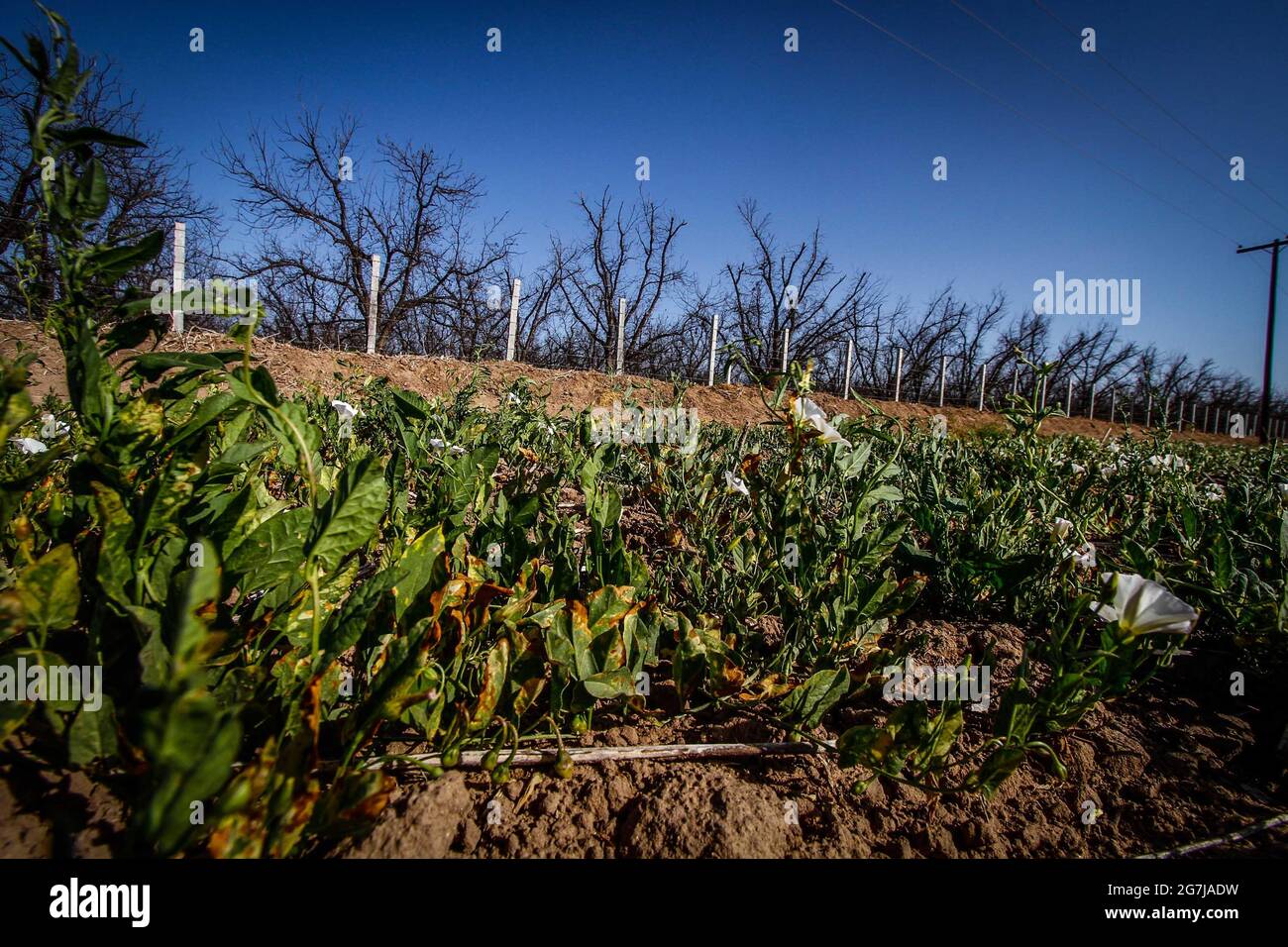 Plantas y flores en mexico hi-res stock photography and images - Alamy