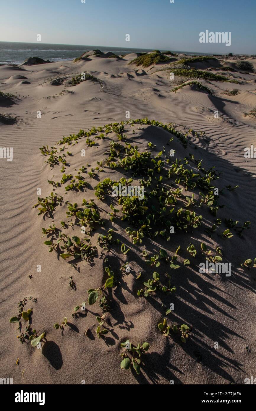 Dunas en la playa hi-res stock photography and images - Alamy