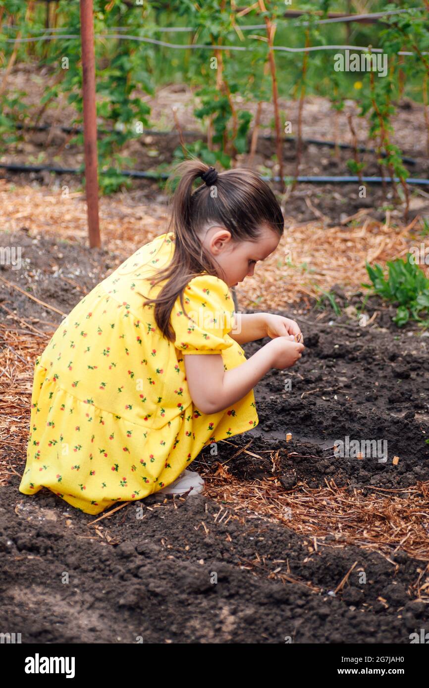 profile portrait of a child planting plants, the child helps parents and learns to plant vegetables in the garden Stock Photo