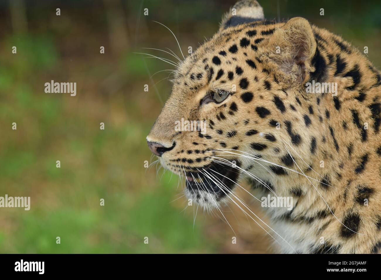 Russian amur leopard hi-res stock photography and images - Alamy