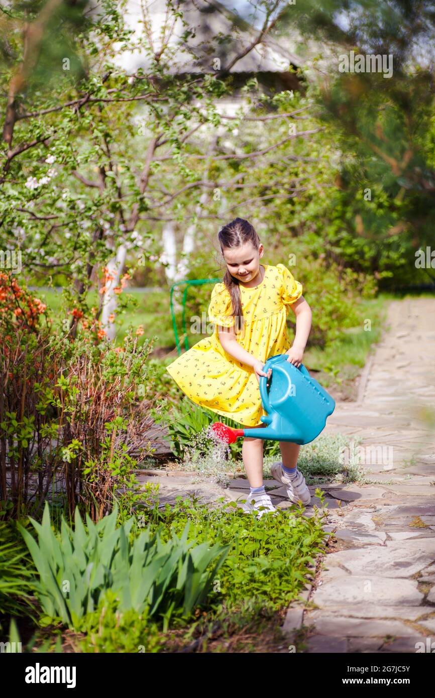 a smiling, joyful girl in a yellow dress flying in the wind is watering young flowers from a blue watering can in the front yard of a house in a Stock Photo