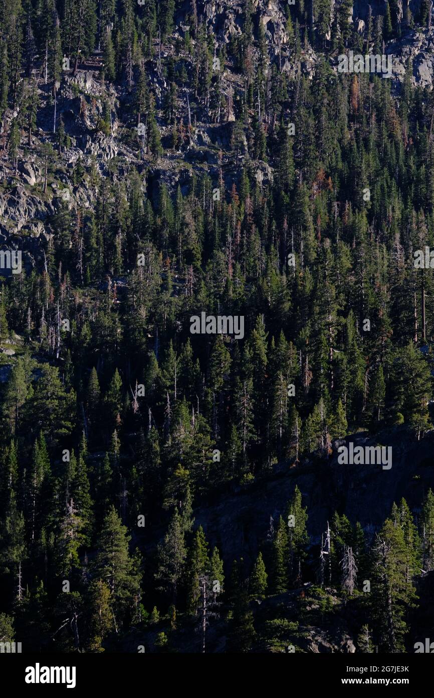 Pine trees in Tahoe Forest Stock Photo Alamy