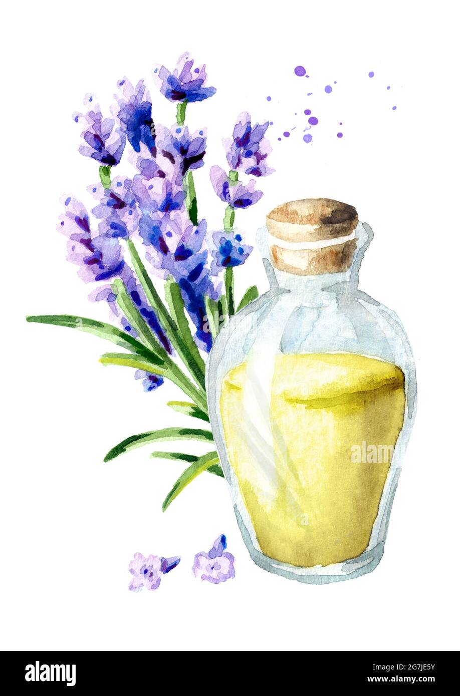 Lavender Essential Oil. Watercolor Hand Drawn Vertical Illustration 