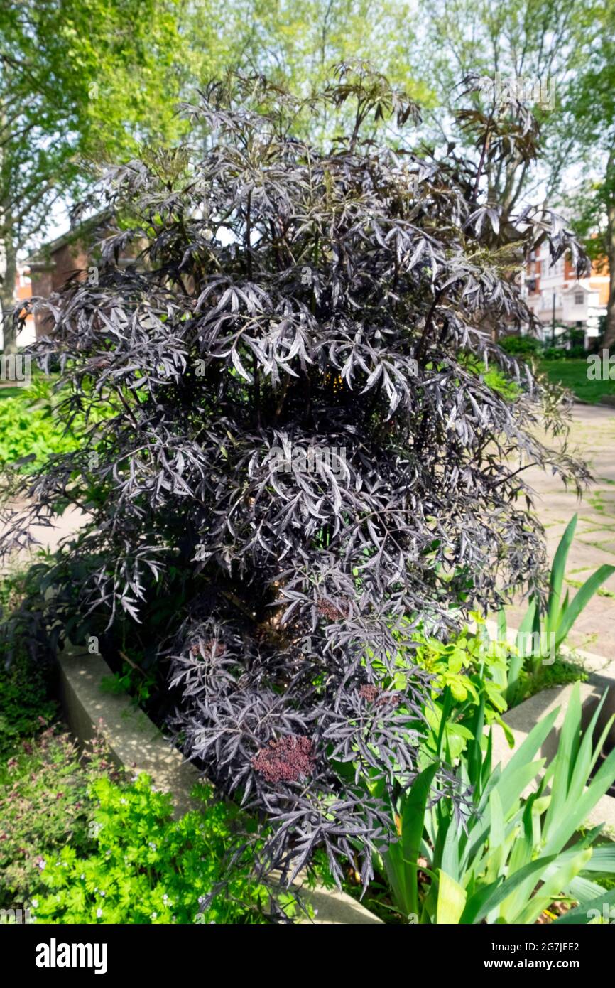 Black elder shrub Sambucus nigra f porphyrophylla eva growing in St Lukes Garden in May spring about to flower Islington London EC1 UK    KATHY DEWITT Stock Photo