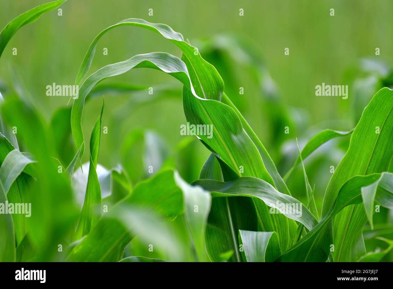 Young corn leaves grow in a garden bed Stock Photo