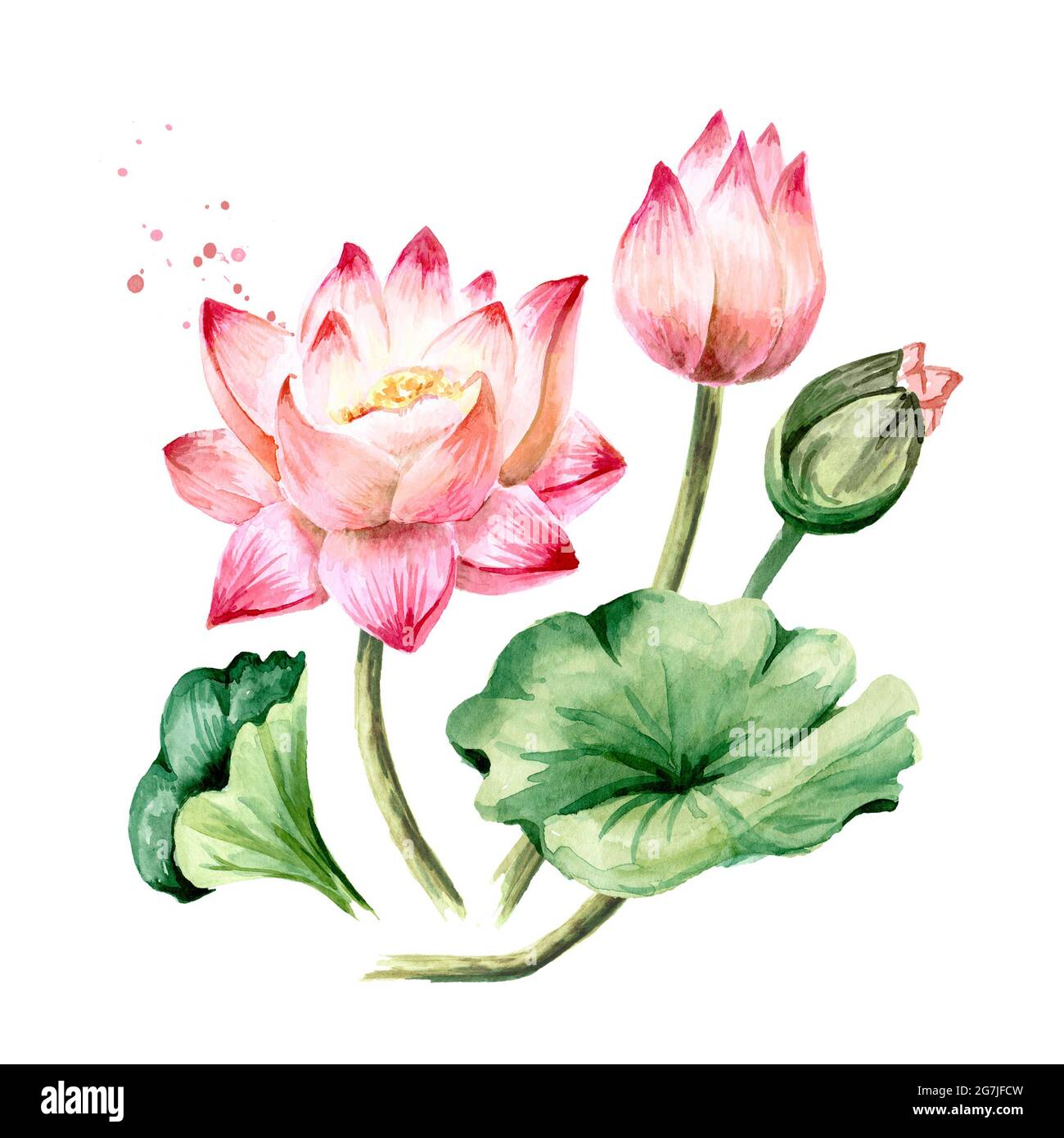 Bouquet of pink Lotus flowers with green leaves. Hand drawn botanical  watercolor illustration, isolated on white background Stock Photo - Alamy