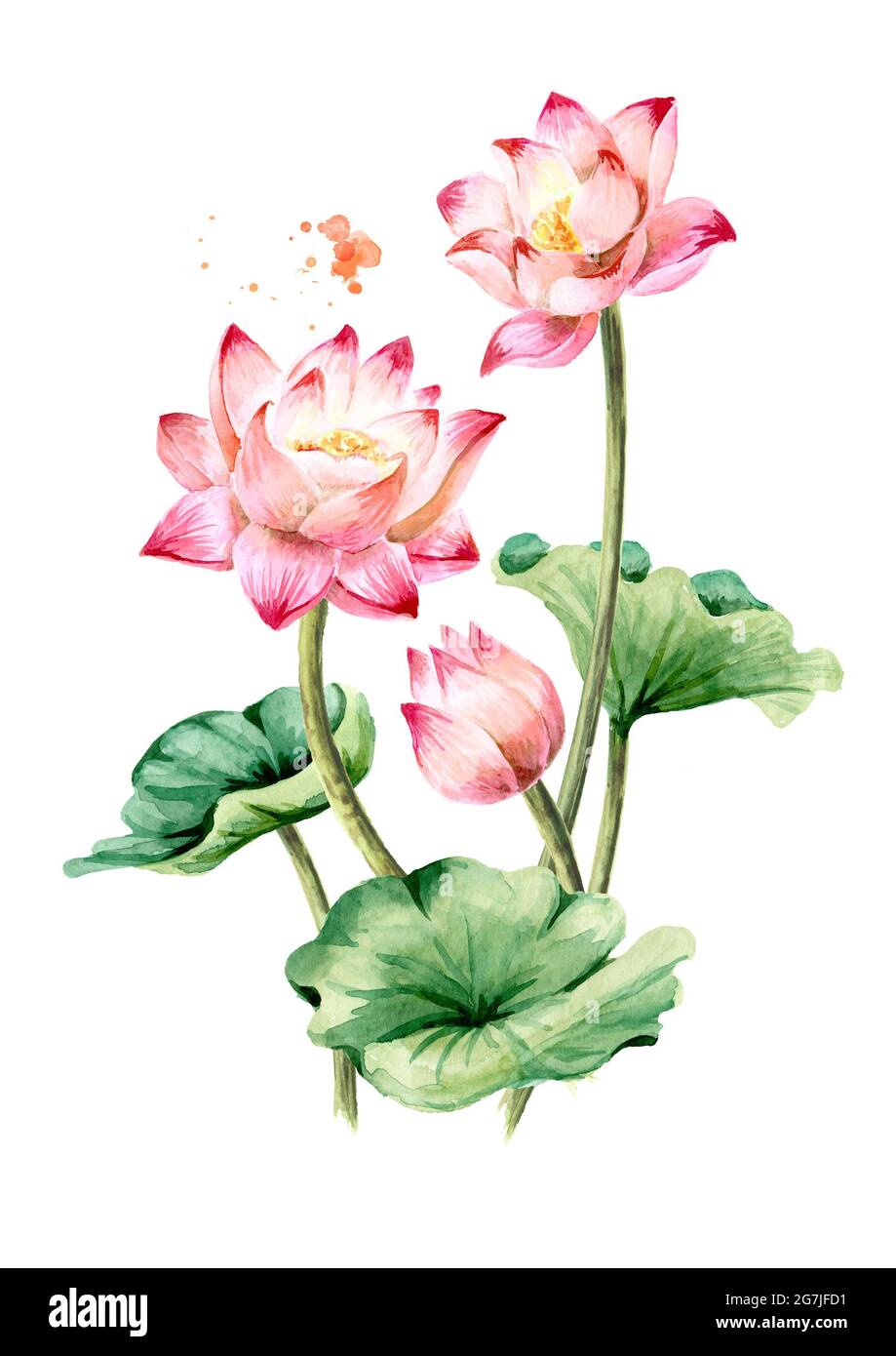 Bouquet of beautiful pink Lotus flowers with green leaves. Hand drawn  botanical watercolor illustration, isolated on white background Stock Photo  - Alamy