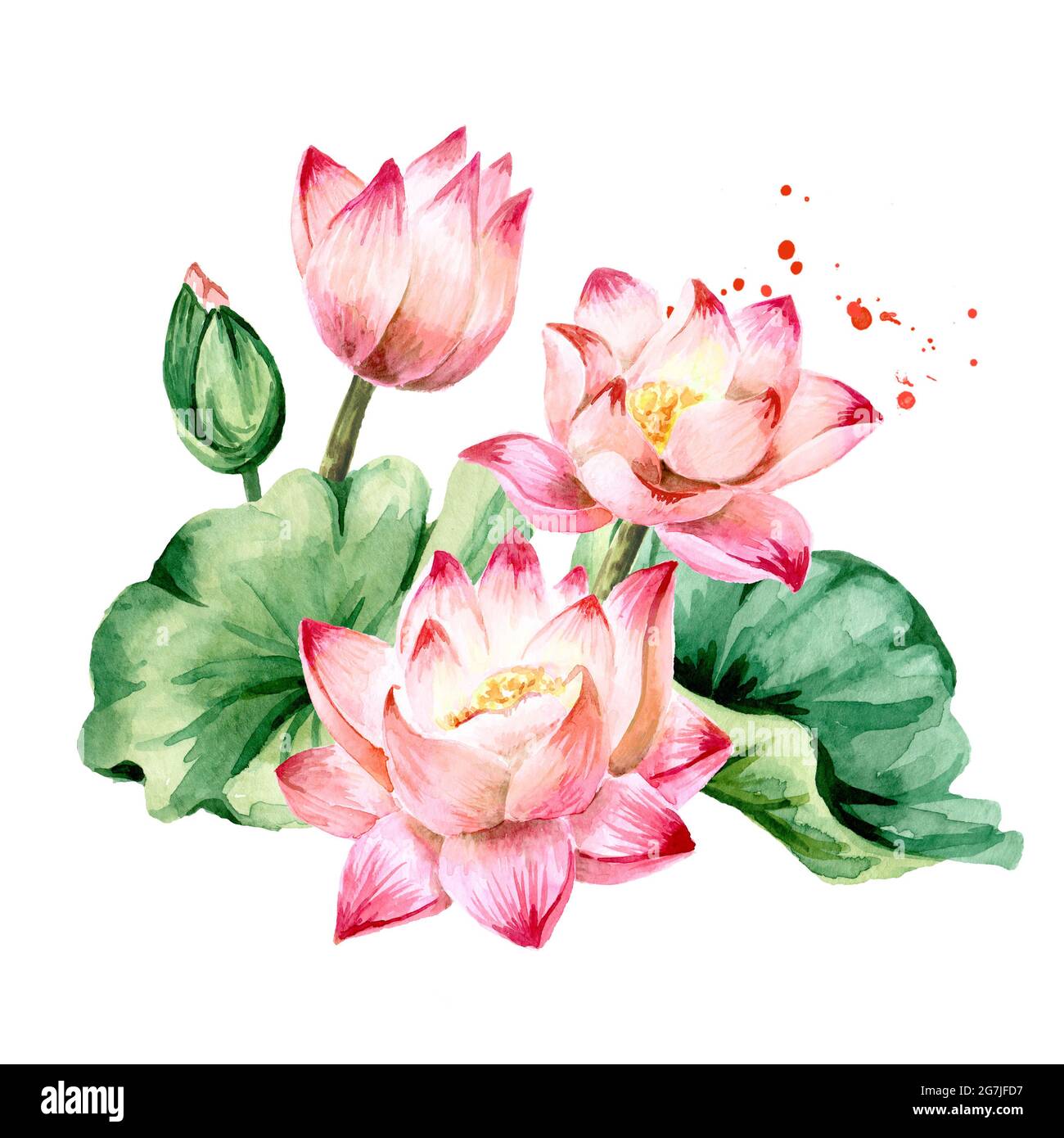 Bouquet of pink Lotus flowers with green leaves. Hand drawn botanical  watercolor illustration isolated on white background Stock Photo - Alamy