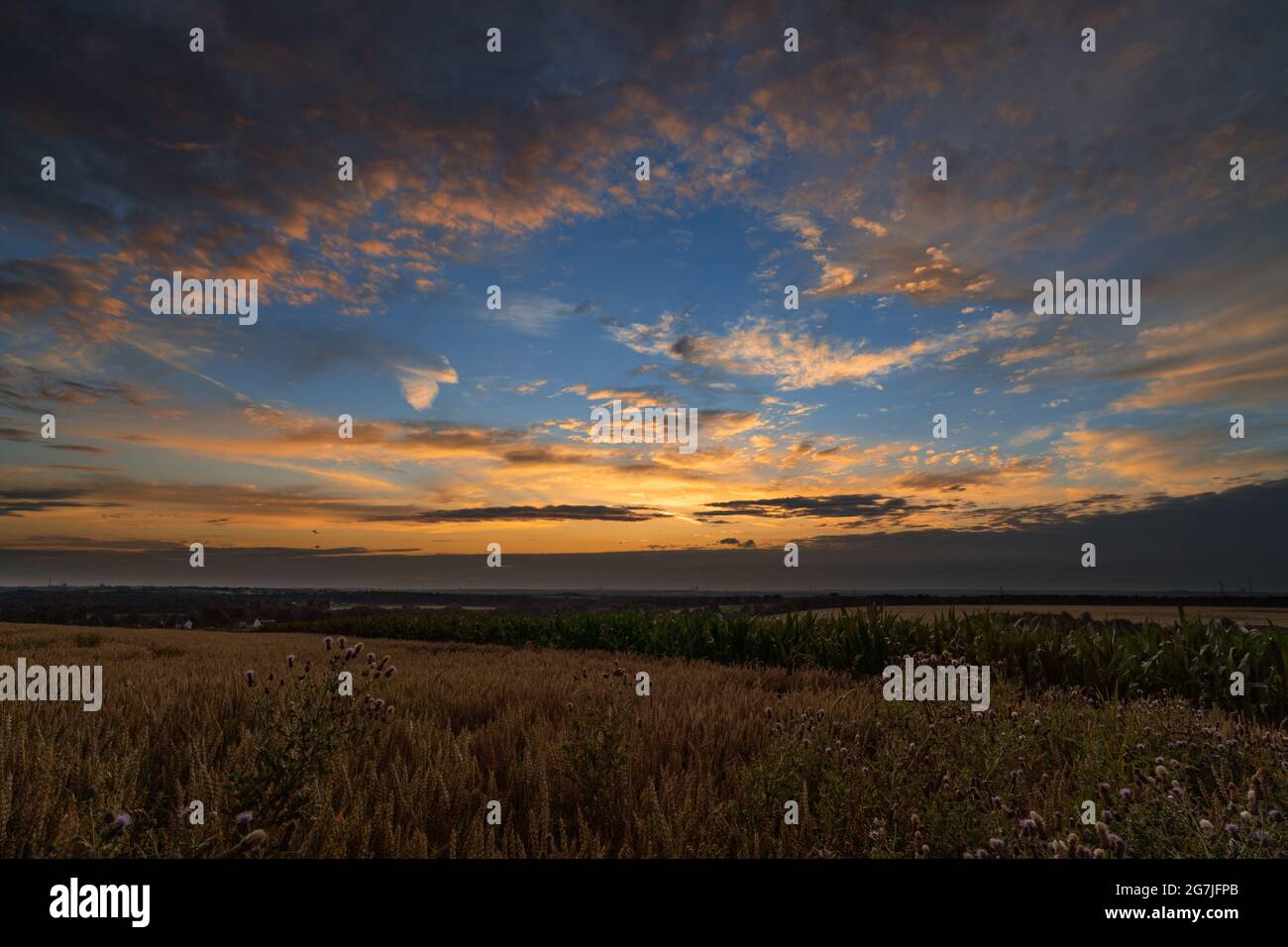 Sunset above a grass field Stock Photo - Alamy