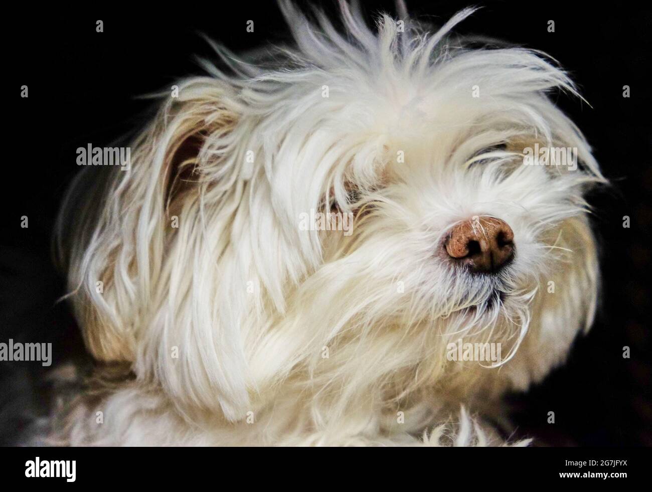 Young Maltese Dog Sitting Hi Res Stock Photography And Images Alamy