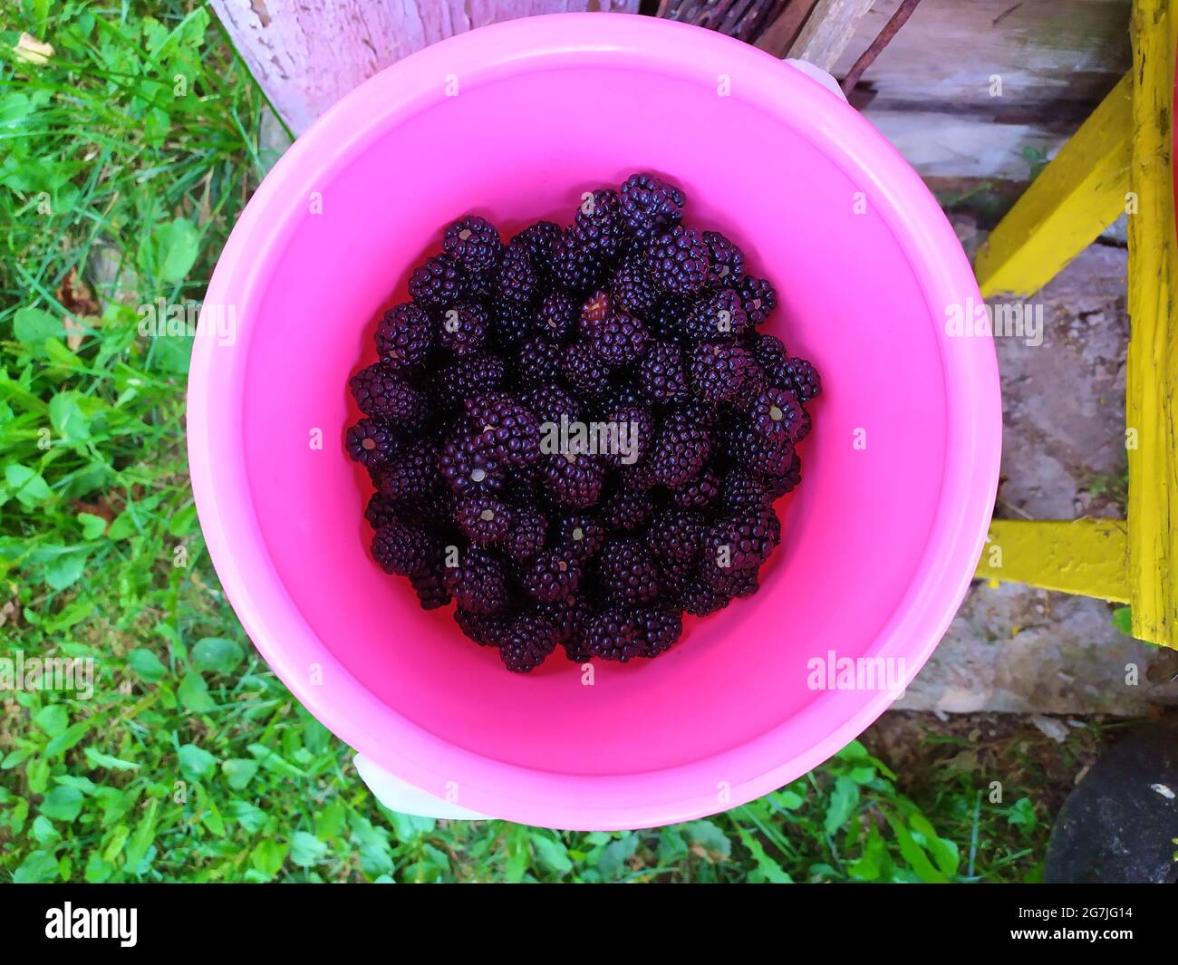 Blackberries in a pink bucket on a background of greenery top view Stock Photo