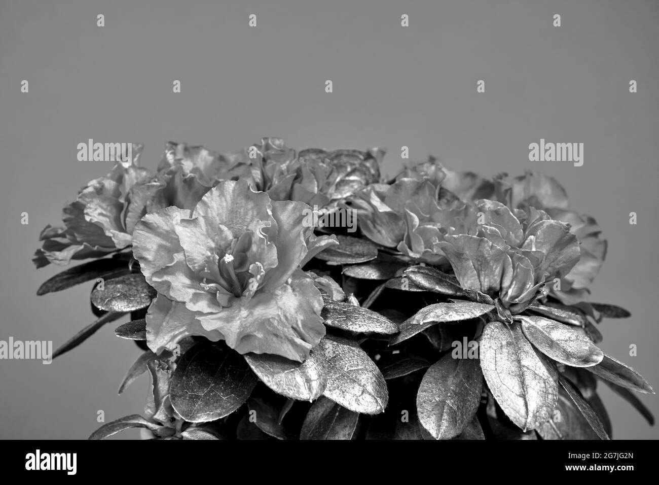 detail of red begonia flowers against blue background in Poland, monochrome Stock Photo