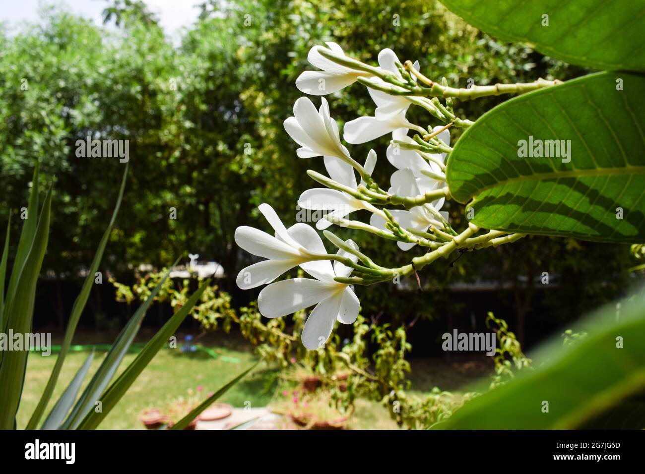 Plumeria alba, Popular flowers of India. White petaled beautiful blooming flower bucnh. Houe lawn backyard tree growth. Also known as Champa flowers Stock Photo
