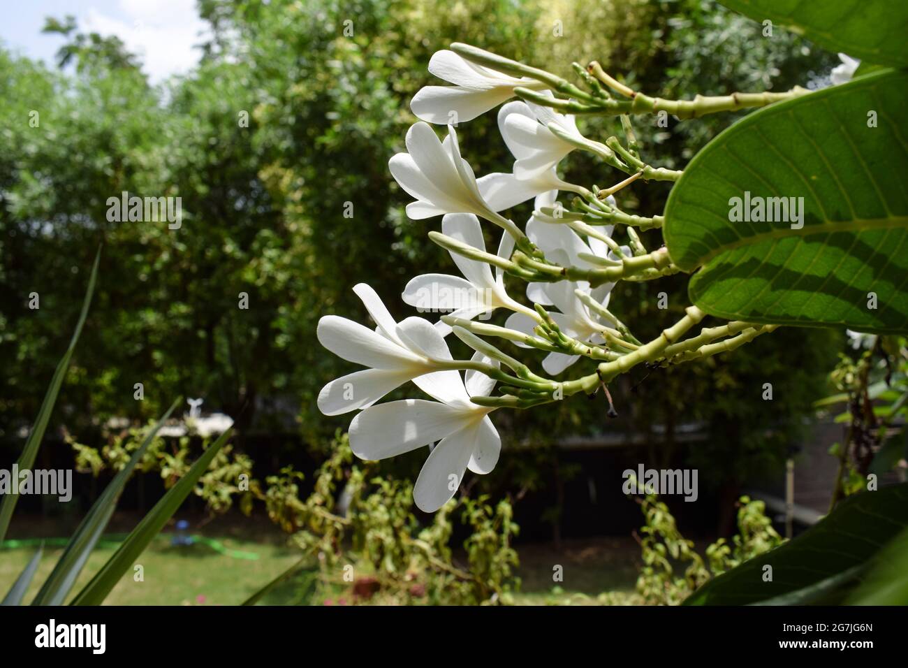 Plumeria alba, Popular flowers of India. White petaled beautiful blooming flower bucnh. Houe lawn backyard tree growth. Also known as Champa flowers Stock Photo