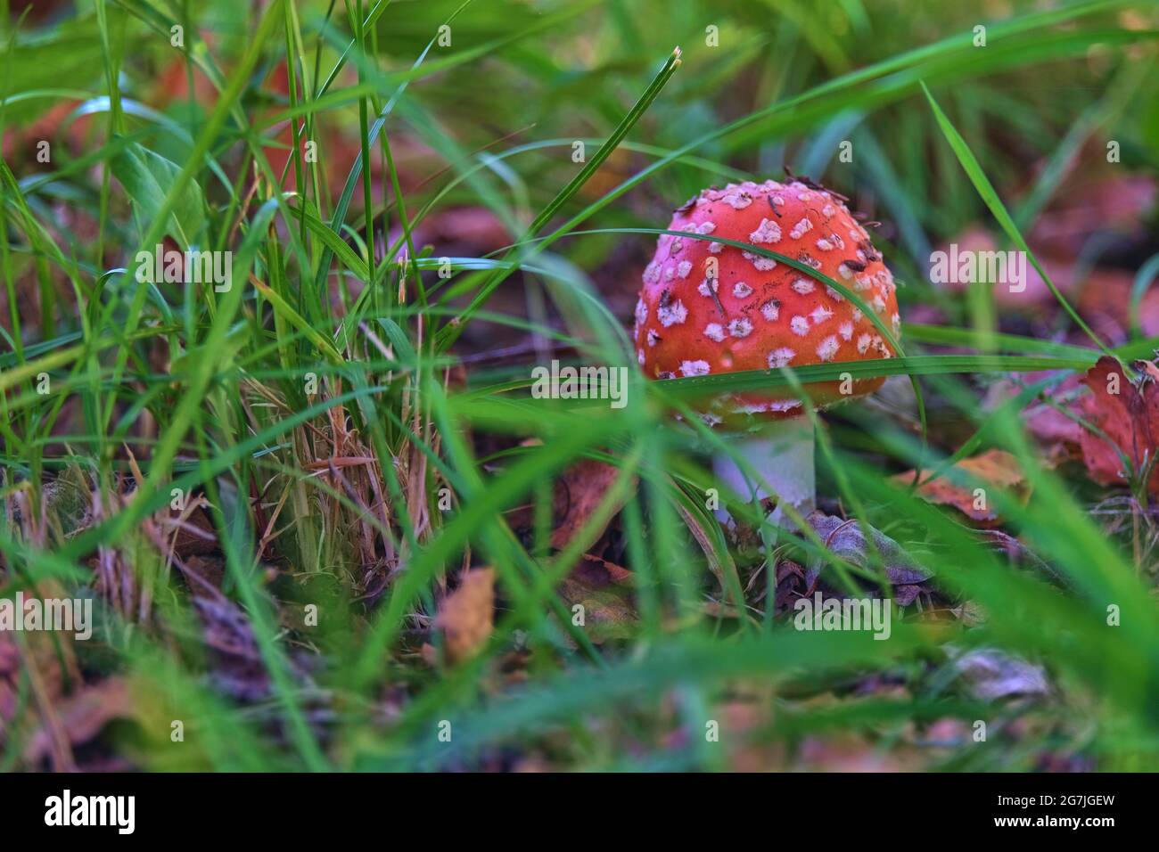Amanita with a round hat in green grass Stock Photo